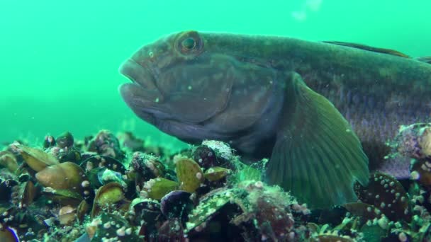 Alt balık yuvarlak kaya balığı (Neogobius melanostomus), portre. — Stok video