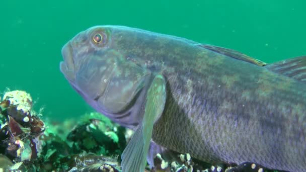 Pescado de caza Goby redondo (Neogobius melanostomus ) — Vídeo de stock
