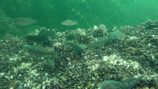 Groep voor ronde goby (Neogobius melanostomus). — Stockvideo