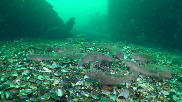 Gruppe der Grundeln (neogobius melanostomus)). — Stockvideo