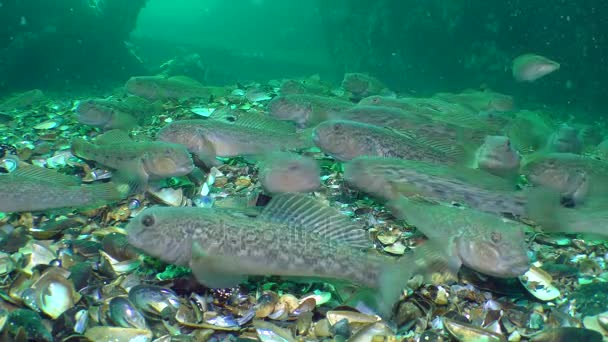 Tura kaya balığı (Neogobius melanostomus) are meraklı. — Stok video