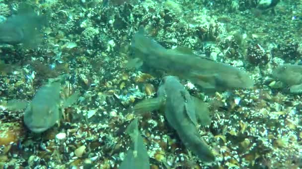 Skupina z kola goby (Neogobius melanostomus), krmení. — Stock video