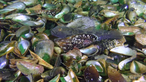 Reproductie van zwarte grondel (Gobius niger)). — Stockvideo