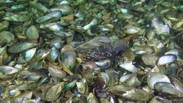 Reproductie van zwarte grondel (Gobius niger)). — Stockvideo