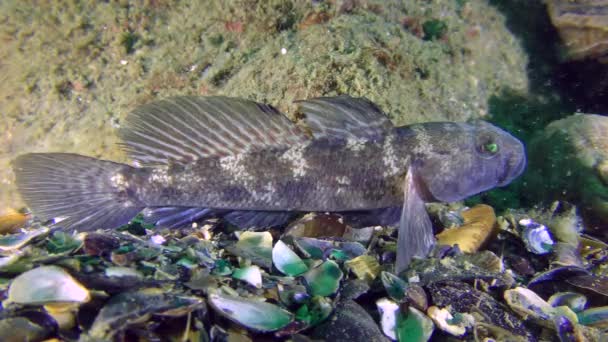 Размножение черного козла (Gobius niger)). — стоковое видео