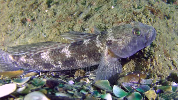 Reproductie van zwarte grondel (Gobius niger)). — Stockvideo