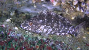 Gri wrasse (Symphodus cinereus)