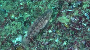 Gri wrasse (Symphodus cinereus)