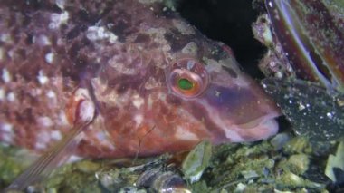 Gri wrasse (Symphodus cinereus), portre.
