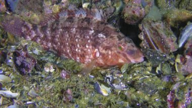 Gri wrasse (Symphodus cinereus)