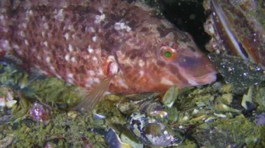 Gri wrasse (Symphodus cinereus)