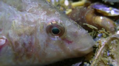 Gri wrasse (Symphodus cinereus) bir gece hazırda bekleme.