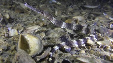 Kalın burunlu pipefish (Syngnathus variegatus)