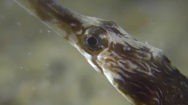 Kalın burunlu pipefish (Syngnathus variegatus), portre.