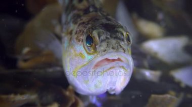 Zehirli balık büyük birliktebir (Trachinus draco), portre.