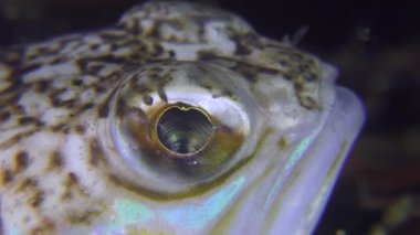 Büyük birliktebir (Trachinus draco gözdür balık).