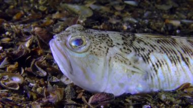 Zehirli balık büyük birliktebir (Trachinus draco), portre.