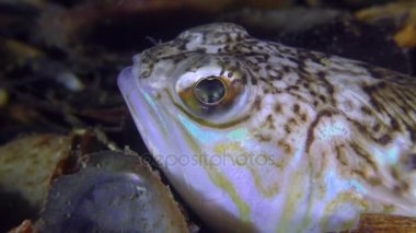 Büyük birliktebir (Trachinus draco), portre.