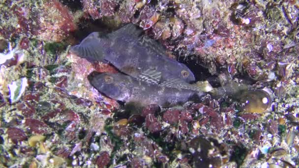 繁殖的黑色鰕虎鱼 （Gobius 尼日尔），鱼在窝里. — 图库视频影像