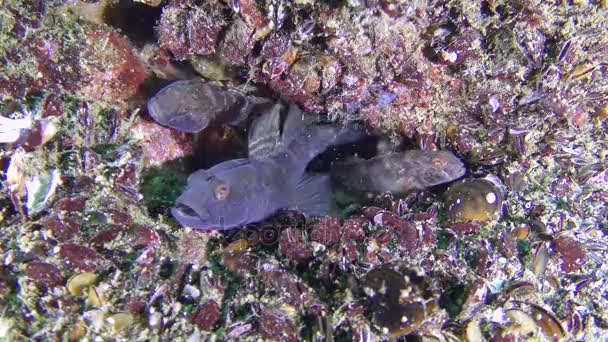 繁殖的黑色鰕虎鱼 （Gobius 尼日尔），鱼在窝里. — 图库视频影像