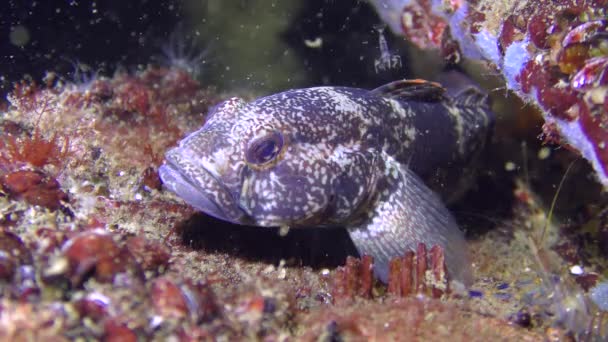 Ratan goby (Neogobius ratan) ). — стоковое видео