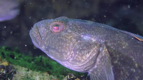 Ratan Grundel (neogobius ratan), Portrait. — Stockvideo