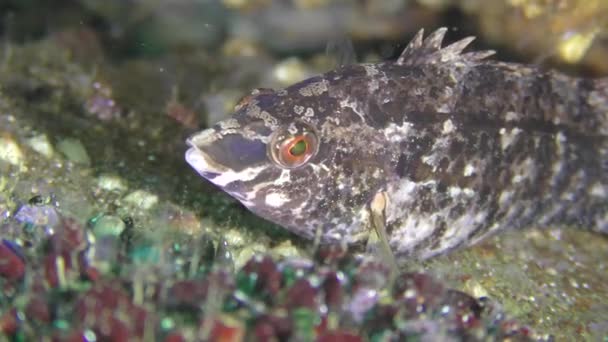 Wrasse grigia (Symphodus cinereus), ritratto . — Video Stock