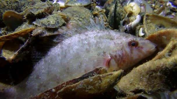 Wrasse grise (Symphodus cinereus) en hibernation nocturne . — Video