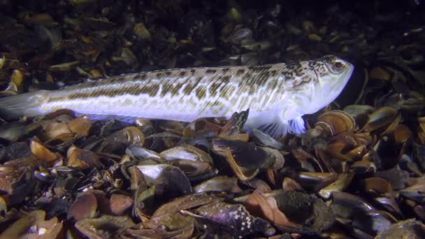 Giftige vis meer weever (Trachinus draco) ligt op de bodem. — Stockvideo