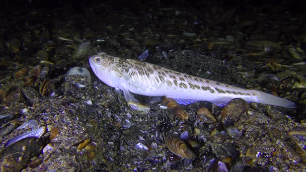 Farliga fiskar större fjärsing (Trachinus draco) ligger på botten. — Stockvideo