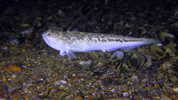 Mayor weever (Trachinus draco) se encuentra en la parte inferior . — Vídeos de Stock