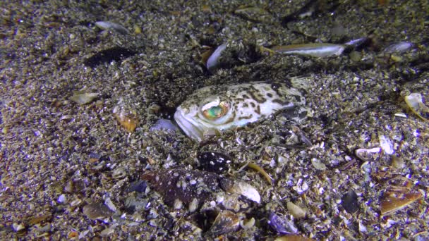 Gevaarlijke vis meer weever (Trachinus draco), portret. — Stockvideo