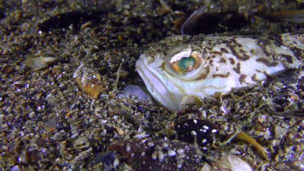 Giftige vis meer weever (Trachinus draco) verlaat zijn cover. — Stockvideo