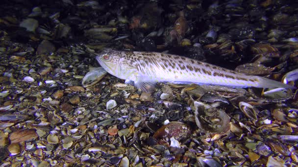 有毒魚大きい weever (Trachinus ドラコ) 離れて泳ぎます. — ストック動画