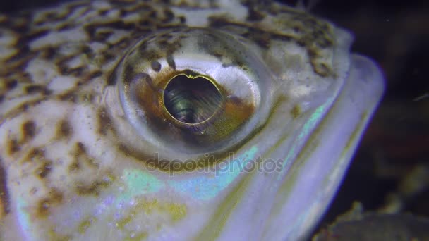 O olho do peixe é maior weever (Trachinus draco ). — Vídeo de Stock