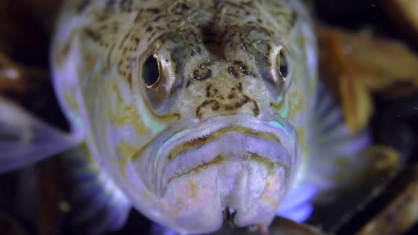 Toxic fish Greater weever (Trachinus draco), portrait. — Stock Video