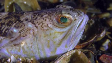 Tehlikeli balık büyük birliktebir (Trachinus draco), portre.