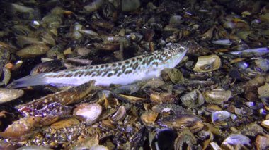 Zehirli balık büyük birliktebir (Trachinus draco) gömer.