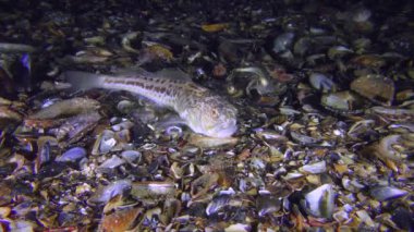 Zehirli balık büyük birliktebir (Trachinus draco) gömer.