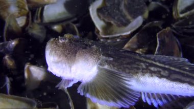 Zehirli balık Atlantik stargazer (Uranoscopus scaber).