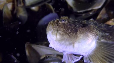Tehlikeli balık Atlantik stargazer (Uranoscopus scaber) av lures.