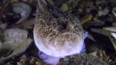 Tehlikeli balık Atlantik stargazer (Uranoscopus scaber), portre.