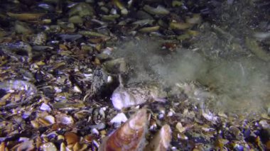 Zehirli balık Atlantik stargazer (Uranoscopus scaber) altına gömer.