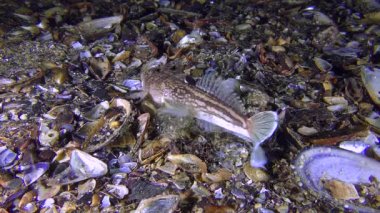 Zehirli balık Atlantik stargazer (Uranoscopus scaber) altına gömer.