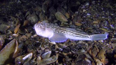 Tehlikeli balık Atlantik stargazer (Uranoscopus scaber) altına gömer.
