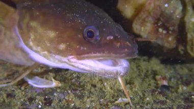 Kıyı rockling ya da Akdeniz rockling (Gaidropsarus mediterraneus), portre.
