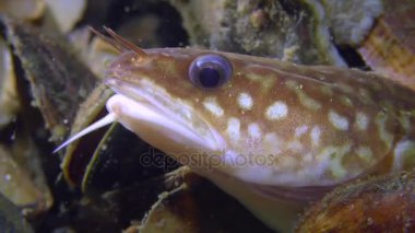 Kıyı rockling ya da Akdeniz rockling (Gaidropsarus mediterraneus), portre.