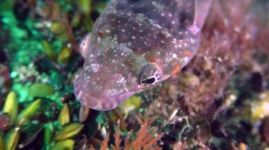 Komik Connemara clingfish (Lepadogaster candolii), portre.