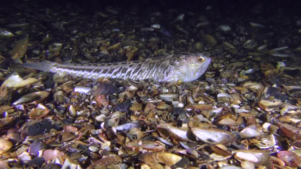 Giftige vis meer weever (Trachinus draco) in hinderlaag. — Stockvideo