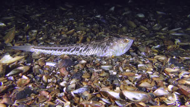 有毒魚待ち伏せで大きい weever (Trachinus ドラコ). — ストック動画